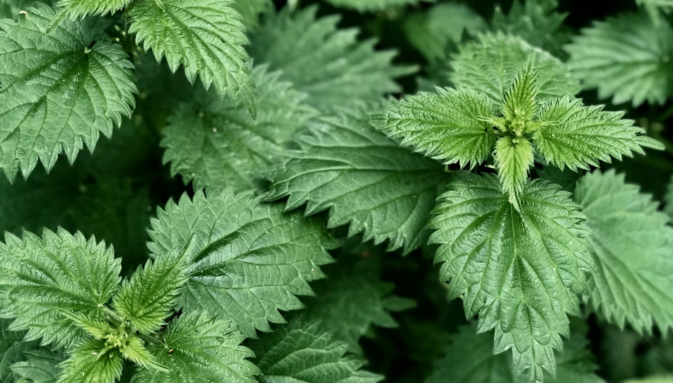 La phytothérapie animale naturelle et efficace