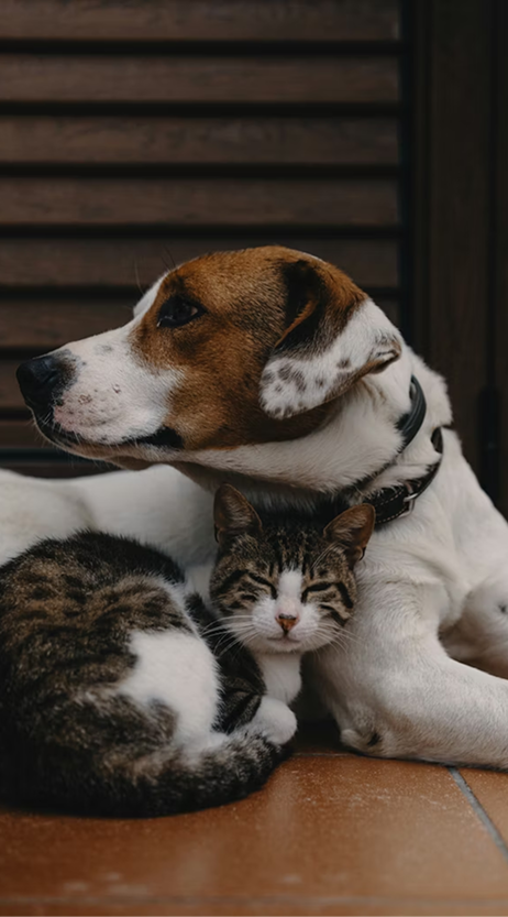 Gamme chien et chat Nutragile - compléments alimentaires